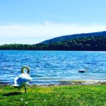 I Cigni del Parco Berrini di Ternate